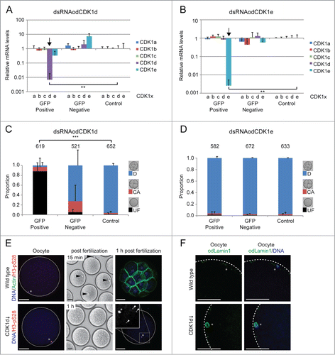 Figure 7. Phenotypes resulting from dsRNA knockdown of odCDK1d and e. (A and B) Significant (**P < 0.01) knockdown of the targeted odCDK1d (A) and odCDK1e (B) was verified by qRT-PCR. No significant off-target effects on other odCDK1 paralogs were detected in either case. (C) Oocytes spawned from females where ovaries had been co-injected with dsRNA (GFP-Positive) against odCDK1d and capped mRNA coding for histone H2B-eGFP (selection marker for successful injection), failed to develop after exposure to sperm from wild type males. Oocytes spawned from wild-type non-injected females (Control) exposed to the same pool of wild type sperm developed normally. Oocytes derived from females whose ovaries had been co-injected as above, but failed to exhibit histone H2B-eGFP fluorescence (GFP-Negative) also developed normally in most cases though there was an elevated degree of embryonic arrest following initial cleavages. The number of oocytes/embryos assessed is given across the top of the histogram bars. (D) Similar experiments generating the knockdown of odCDK1e did not affect the developmental potential of oocytes spawned from females positive for H2B-eGFP. E) The majority of oocytes that were spawned from ovaries where odCDK1d had been knocked down appeared normal, with chromatin (*) at the oocyte cortex (left panels), as in wild type oocytes. However, whereas polar body extrusion (arrowheads, upper mid-panel) was observed within 15 minutes in wild type embryos, no polar body was extrusion was observed after 1 h post fertilization in odCDK1d deficient embryos (lower mid-panel). Control embryos reached the 32-cell stage by 1 h, whereas odCDK1d deficient embryos did not develop and contained one H3-pS28 positive prophase-I arrested female nucleus and up to 4 sperm nuclei (arrowheads, right panel insert). Scale bars = 50 μm. F) Wild type oocytes were spawned in Metaphase I arrest whereas those produced from females where CDK1d had been knocked down, retained a nuclear lamin envelope, indicating that they had not resumed meiosis from prophase I arrest. Scale bars = 20 μm.