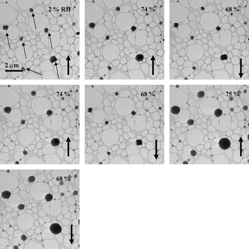 FIG. 5 Images of NaCl particles as the RH was twice increased and decreased. The particles were prepared using a TSI atomizer and were deposited on a lacey-carbon support film (without Formvar).