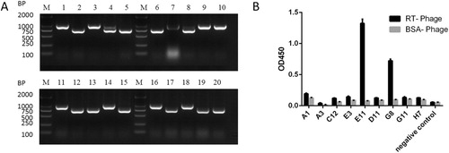 Figure 2. (A) Gel electrophoresis of amplicons from PCR analysis of the 20 selected RT-binding clones. (B) ELISA results of the binding of phage antibodies to antigens. Indirect enzyme-linked immunosorbent assay (ELISA) for determining the binding of HuscFvs expressed from various phage-infected E. coli clones to purified RT. E11 and G8 gave significant ELISA signals (OD450 nm) for RT that were greater than two times higher than bovine serum albumin (BSA) (the antigen control).