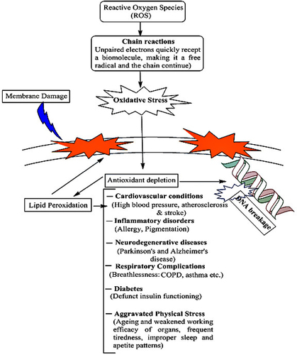 Figure 1 Risks of aggravated oxidative stressy, depicting the possibilities of aggravated free-radical activities.