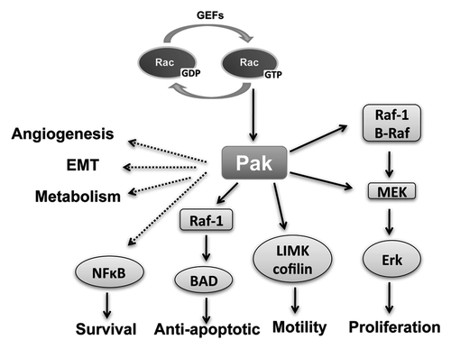 Figure 1. PAKs and cancer hallmarks. PAKs are effectors of Rac/Cdc42 and play a key role in some of cancer hallmarks, including proliferative signaling, resisting cell death, activating invasion and metastasis and inducing angiogenesis. PAKs can regulate cell proliferation through the Raf/Mek pathway. Cell motility can be affected by PAKs phosphorylation of cytoskeletal targets, such as LIMK, which phosphorylates cofilin. PAK1 also phosphorylates Bad directly and indirectly via Raf-1, thus promoting cell survival by anti-apoptosis. NFκB is regulated by PAK indirectly to promote cell survival. Other cancer hallmarks are also affected indirectly by PAKs.