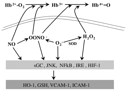 Figure 2. Potential modulation of cell signaling by Hb-based blood substitutes. Oxidative stress and/or shear stress stimulates production of NO and O2· − in endothelial cells, which react together to form ONOO−. Scavenging of NO by oxyHb is predicted to increase H2O2 production from O2·−, a process catalyzed by superoxide dismutase (SOD). OxyHb can be oxidized to metHb by NO, ONOO−, and H2O2 (not shown for purposes of clarity). In turn metHb can modulate ONOO− and H2O2 concentrations by reactions that lead to ferryl Hb (Hb4+=O) production. Both reactive oxygen and nitrogen species can regulate transcription and translation processes. The downstream targets of reactive species remain poorly defined. Examples include regulation of sGC, JNK, NFκB, iron response element (IRE) activity and hypoxia-inducible factor (HIF-1). Examples of specific genes known to be regulated by reactive species includes the antioxidants heme oxygenase (HO-1) and glutathione, and the pro-inflammatory adhesion molecules VCAM-1 and ICAM-1 (adapted from reference Citation[[17]]).