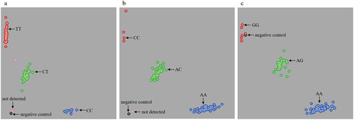 Figure 1. Representation of genotyping of MTHFR C677T (a), MTHFR A1298C (b), and MTRR A66G (c) loci using KASP.