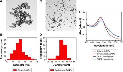 Figure 3 Characterization of the as-synthesized gold nanoparticles and the nanoprobes using TEM and UV-Vis spectrophotometer.Notes: (A) TEM images of citrate-capped AuNPs. (B) Size distribution analyzed from TEM images of citrate-capped AuNPs showing an average diameter of 12 nm. (C) TEM images of cysteamine-functionalized AuNPs. (D) Size distribution analyzed from TEM images of cysteamine-functionalized AuNPs showing an average diameter of 40 nm. (E) The extinction spectra of the as-synthesized citrate and cysteamine AuNPs showing λmax at 520 and 527 nm, respectively. TOP1 and TDP2 nanoprobes showed a slight red shift to 530 nm with a reduction in peak intensity and an increase in absorption above 600 nm confirming proper functionalization.Abbreviations: AuNP, gold nanoparticle; TDP2, tyrosyl DNA phosphodiesterase 2; TEM, transmission electron microscopy; TOP1, topoisomerase 1.