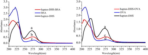 Figure 2. UV scanning spectrums of hapten–DHS (a), hapten–DHS–BSA conjugate (b), BSA (c), OVA (d) and hapten–DHS–OVA (e).