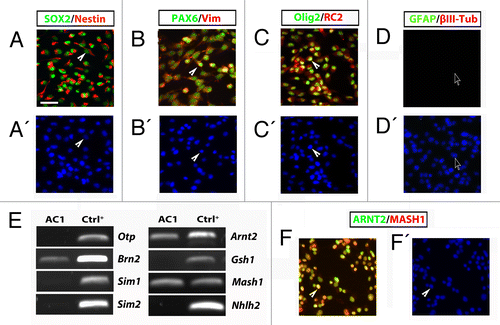 Figure 2. (A–D) Self renewing AC1 cells at (passage 22) immunostained for neural stem cell markers SOX2, nestin, PAX6, vimentin, Olig2, for the radial glia marker RC2 and for markers for neurons (βIII-tubulin) and astrocytes (GFAP). Examples of immunopositive and immunonegative cells are indicated with solid arrowheads and empty arrows, respectively. Nuclei were counterstained with DAPI (A’–D’). (E) RT-PCR analysis on self-renewing AC1 cells revealed the expression of markers for developing hypothalamic progenitors such as Brn2, Arnt2, and Mash1. RNA from E14.5 hypothalamus was chosen as positive control (Ctrl+). The picture is representative of three independent experiments with consistent results. (F) Self-renewing AC1 cells at (passage 22) immunostained for ARNT2 and MASH1. Examples of double immunopositive cells are indicated with a solid arrowhead. Nuclei were counterstained with DAPI (F’). Immunofluorescence images are representative of at least two independent experiments. Scale bar: 50 μm (A–D’, F, and F’).