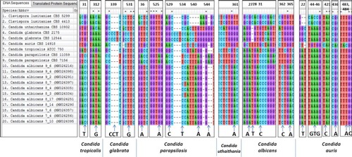 Figure 6 Nucleotide changes at various loci in the LSU region of rRNA gene among various species of Candida which can be considered as species specific markers. A total of  20 sequences (including nine sequences from the database) consisting of 535 sites has been aligned in CLUSTALW using MEGA7.0 software.