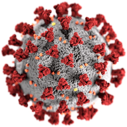 Figure 1. Illustration created by Centers for Disease Control and Prevention (CDC). In https://www.cdc.gov/media/dpk/diseases-and-conditions/coronavirus/coronavirus-2020.html. Note ADGA: this is an open access image.