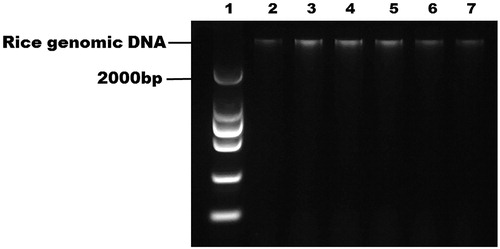 Figure 4. Gel electrophoresis of DNA purified from rice samples on the integrated microfluidic chip. Lane 1: DNA ladder; Lanes 2–3: Oryza sativa L. ssp. japonica; Lanes 4–5: Oryza sativa L. ssp. indica (93–11); Lanes 6–7: Oryza sativa L. ssp. japonica after radiation mutagenesis.