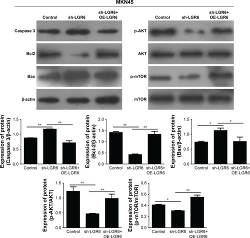 Figure 3 The effects of sh-LGR6 on the protein expression of GC cells.