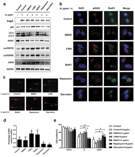 Figure 3. Inhibition of autophagy increased DNA damage in response to H. pylori infection. (a) Representative images of Western blot analysis for p62, LC3, Rad51, p-p53 (S15), p-p53 (S20), γH2AX protein in GES-1 cells infection with H. pylori (MOI 200) for 12 hand treatment with autophagy inhibitors (3-MA, BafA1) or autophagy activators (Rapamycin, Starvation). (b) Immunofluorescence assay showing γH2AX (red) and Rad51 (green) expressions in GES-1 cells treated with autophagy inhibitors or autophagy activators and then infected with H. pylori (MOI 200) for 12 h. Scale bar, 10 μm. (c) After treatment with autophagy-related drugs and H. pylori, DNA damage was determined by the Comet assay in GES-1 cells. Scale bar, 10 μm. (d) Comet tail lengths showing DNA damage. (e) Flow cytometry analysis showing cell cycle progression in cells treated with autophagy inhibitor or activators and then infected with H. pylori (MOI 200) for 12 h. All experiments were independently repeated three or more times. *P < .5, **P < .01.