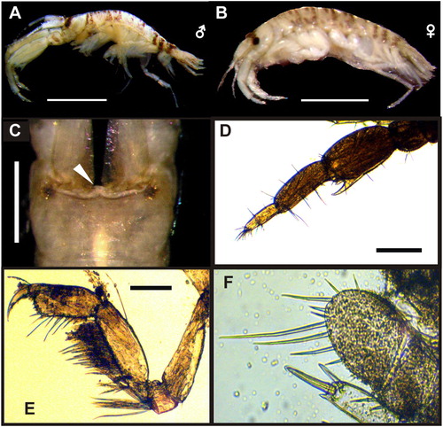 Figure 2. Monocorophium acherusicum from Mar del Plata port. A–B, lateral view of adult male and female; C, dorsal view of head of male; D, male antenna 2; E, male gnatophod 1; F, uropod 3. Scale bars: A–B, C and F, 0.05 mm; D, 0.5 mm; E, 0.1 mm.