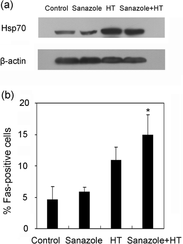 Figure 8. Effects of sanazole, HT and the combination of sanazole and HT on expression of Hsp70 and externalization of Fas. The cells were treated first with 10 mM sanazole for 40 min, exposed to HT at 44°C for 20 min and the cells were further treated with the drug at 37°C for 6 h. (a) The expression of Hsp70 is measured by Western blot. (b) The externalization of Fas was measured by flow cytometry using anti-Fas FITC-conjugated antibody. The results are presented as the means ± SD (n = 3). *p < 0.05.