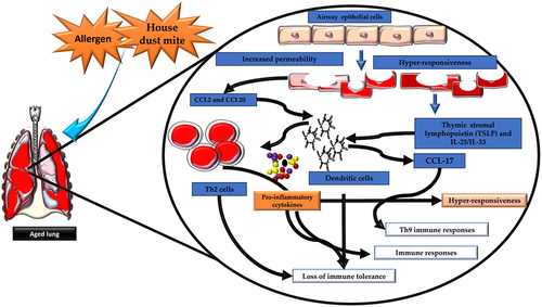 Figure 2. Aging induces significant changes in the structural and functional integrity of the airways. Aging is linked to heightened airway epithelium permeability, rendering it more susceptible to environmental challenges and allergens. This increased vulnerability can induce elevated inflammation and immune reactions within the airways. Airway epithelial cells (AECs) play a pivotal role in sensing and responding to allergens and environmental stimuli. Following allergen exposure, AECs release cytokines, including IL-25, IL-33, and TSLP, which activate DCs. DCs present antigens to T cells, thus initiating and modulating immune responses. In the context of aging, DC activation by AEC-released cytokines can lead to the generation of proinflammatory cytokines, contributing to chronic airway inflammation. Moreover, AECs release chemokines such as CCL2 and CCL20, further activating DCs and promoting the recruitment of inflammatory cells to the airways. This sequence of events can result in the production of CCL17 by DCs, associated with the recruitment and activation of Th2 cells and Th9 cells involved in allergic responses. Dysregulated immune responses in aging airways may lead to diminished immune tolerance, increasing susceptibility to lung tissue damage and heightened antigen hyperresponsiveness, which manifest to asthma or chronic obstructive pulmonary disease (COPD) in older individuals.The artwork used in this figure was adapted from Servier Medical Art (http://servier.com/Powerpoint-image-bank). Servier Medical Art by Servier is licensed under aCreative Commons Attribution 3.0 Unported License.