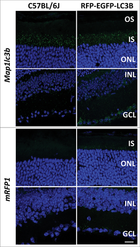 Figure 3. In situ hybridization (ISH) against MAP1LC3B shows mRNA product in all layers of the neural retina, in both C57BL/6J (wild-type control) and CAG-RFP-EGFP-LC3B mouse lines. ISH analysis against mRFP-EGFP-LC3B transcript was tested using probes against RFP. RFP transcript expression was exclusive to the CAG-RFP-EGFP-LC3B mouse line (wild-type C57BL/6J mouse served as negative control). RFP expression in the photoreceptor layer was relatively sparse, as compared to endogenous MAP1LC3B. RFP expression in the INL and GCL was robust. All ISH analyses were performed on at least n = 3 independent samples. Scale bar: 10 µm.