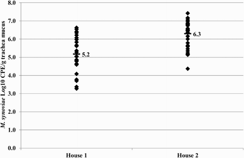 Figure 6. Quantitative results of the differentiating M. synoviae qPCR performed on trachea swabs of birds from broiler breeder farm B. MS-H (♦) and mean quantitative results (▪) are indicated.