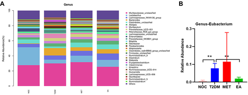 Figure 5 Differences in the composition of the gut microbiota at the genus level among each group. (A) Stacked bar chart. (B) Eubacterium. Data are shown as the mean ± SD values, **P < 0.01 (n = 4).