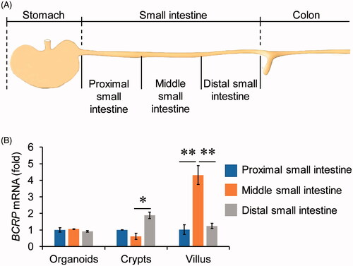 Figure 2. The expression of BCRP mRNA in organoids from different segments of small intestine. (A) Schematic of approaches to divide the small intestine into three segments. The small intestinal crypts and villus were isolated from the three segments, and then organoids were cultured from the three parts of crypts, respectively. (B) The mRNA levels of BCRP in the cultured organoids, crypts and villus from proximal, middle and distal small intestine. All data were presented as mean ± SEM (n = 3), *p ≤ .05 and **p ≤ .01.