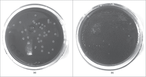 Figure 5. Lactose-negative E. coli from the feces of the control (a) and lactose-positive E. coli from the study (b) groups on the 6th day of the experiment (Endo agar).