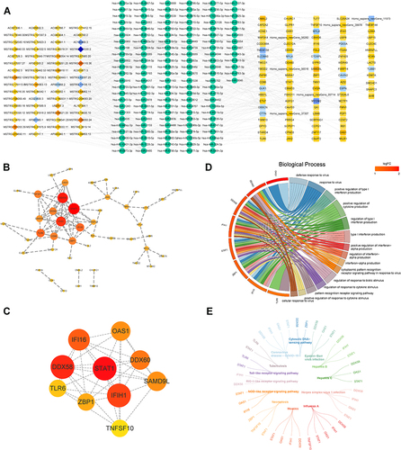 Figure 2 Establishment of ceRNA network and screening of the hub genes. (A) the DE-mRNA-miRNA-DE-lncRNA network (ceRNA) covers 290 nodes and 496 edges. (B) the PPI network consists of 42 nodes and 84 edges, utilizing the STRING website to predict the protein interactions of 93 DE-mRNAs and performed visualization in Cytoscape. (C) 10 hub genes were filtered from the PPI network. (D and E) GO (D) and KEGG (E) analysis of the 10 hub genes.