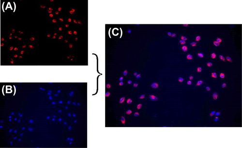 Figure 11. Endocytosis of MEND. (A) Location of Cy3-SiRNA-MEND; (B) location of cell nucleus; (C) overlay of A and B.