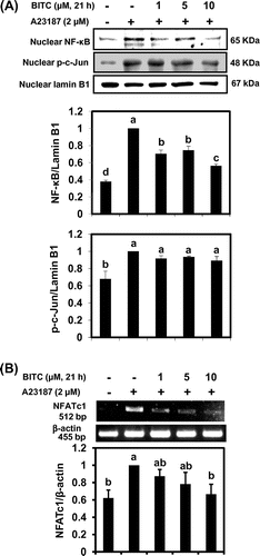 Fig. 3. BITC inhibits the nuclear translocation of transcriptional factors.Notes: KU812 cells (5 × 106) were treated with BITC at the indicated concentrations for 21 h, washed with fresh medium, and additionally incubated with A23187 for 1 h for nuclear proteins (A) and NFATc1 mRNA (B). Nuclear levels of NF-κB, and c-Jun were analyzed by Western blotting, and NFATc1 mRNA was determined by RT-PCR. The quantitative data are expressed as means ± SD of three independent experiments. Bars with the same letters are not significantly different at p < 0.05.