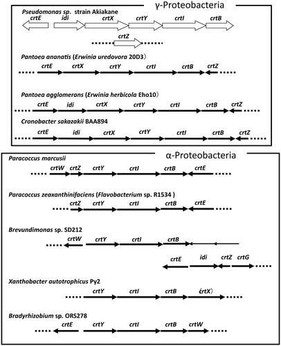 Figure 8. The carotenoid gene clusters of carotenoid-producing bacteria.