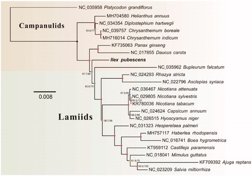 Figure 1. Phylogenetic tree yielded by ML analysis of 23 asterids plant mt genomes. ML consensus tree is shown with SH-like aLRT value and bootstrap supports by numbers besides branches.