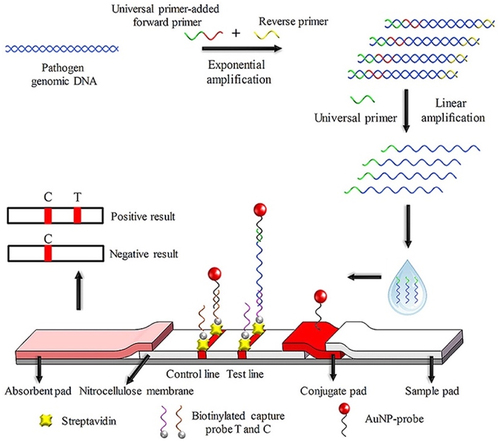 Figure 2. Mechanism of AuNP-based biosensor based on UP-APCR for rapid detection of P. infestans. A region of P. infestans-specific repetitive DNA sequence was amplified to generate large amounts of ssDNA using APCR. The ssDNA was then applied to the lateral flow biosensor, giving a characteristic red band when there is AuNPs accumulation. Reprinted from [Citation36] with permission from Elsevier.