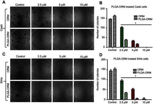 Figure 7 PLGA-ORM decreased colony forming ability of cells. Qualitative images for decreased clonogenic potential. (A) Caski and (C) SiHa cell lines were treated with ORM and PLGA-ORM (2.5, 5 and 10 µM) for 14 days. Images were taken using a UPV 810 imaging system. Graph representation of decreased clonogenic potential. (B) Caski and (D) SiHa results were normalized to the vehicle controls (ETOH and PLGA) and free ORM. Error bars show SEM, n=3. *p<0.05.Abbreviation: ORM, ormeloxifene.