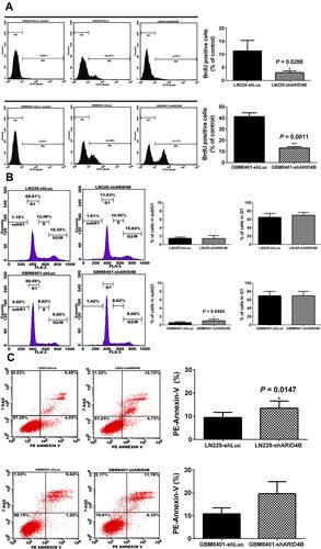 Figure 4 Effect of ARID4B knockdown on cell proliferation, cell cycle, and apoptosis. (A) GBM8401 and LN229 cells were labeled with BrdU and then processed for ﬂow cytometric analysis. *P < 0.05, **P < 0.01 vs the control shLuc group.(B) Effect of ARID4B knockdown on cell cycle regulation in glioma cells assessed using propidium iodide. *P < 0.05 vs the control shLuc group. (C) Annexin-V/7- AAD analysis of the effect of ARID4B knockdown on apoptosis among glioma cells. In all panels, the data are shown as the means ± s.d.; n= 3; *P < 0.05 vs the control shLuc group.
