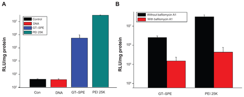 Figure S4 In vitro transfection studies. (A) Transfection efficiency study in A549 cells by GT–SPE/DNA (pGL3) complexes at various weight ratios (mean ± SD, n = 3). (B) Buffering capacity study of GT–SPE/DNA complexes in A549 cells (mean ± SD, n = 3).Abbreviations: con, control; GT–SPE, glycerol triacrylate–spermine; PEI, polyethylenimine; SD, standard deviation.