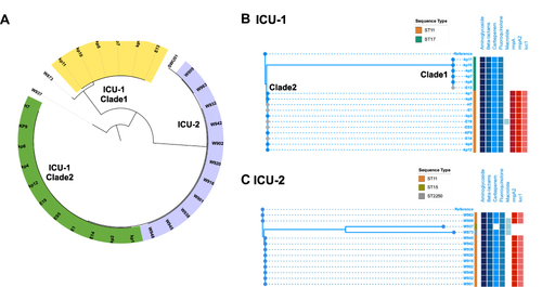 Figure 2 Phylogenetic tree of CRKP isolates in ICU-1 and ICU-2. (A) The genetic structure of total 30 CRKP isolates. The yellow and green range represented two clades in ICU-1 while purple range indicated strains in ICU-2. (B) The detailed phylogenetic tree of CRKPs in ICU-1. The upper branch indicated Clade 1, and the lower branch was classified Clade 2. (C) The detailed phylogenetic tree of CRKPs in ICU-2. Samples with grey dots showed strains isolated from environment. Sequence type were showed as stripes. Blue and red binary data meant antibiotic resistance genes (including resistance genes against aminoglycoside, beta-lactams, carbapenem, fluoroquinolone, and macrolide) and virulence genes (rmpA, rmpA2, and iuc1), respectively.