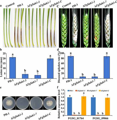 Figure 5. Pathogenicity and cellophane penetration assays of the FgSAH1 deletion mutants