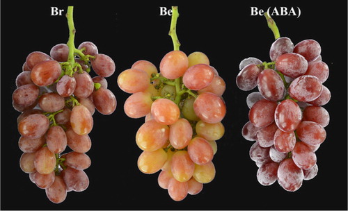 Figure 1. Picture of Br, Be and Be (ABA) three weeks post-ABA treatment (11 weeks post flowering).