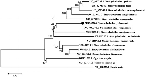 Figure 1. Neighbour-joining phylogenetic tree based on the mitochondrial genome of Sinocyclocheilus yishanensis and other 15 fishes using MEGA 6.06. Cyprinus cario and Danio rerio served as the outgroup species.