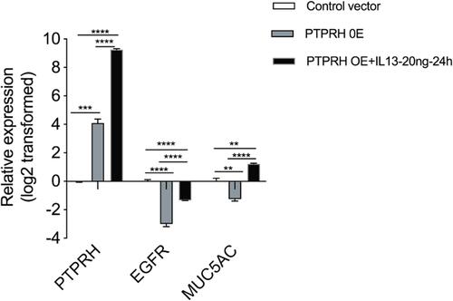 Figure 5 The effect of PTPRH on EGFR and MUC5AC in HBECs. The transcript levels of EGFR and MUC5AC after transfection with empty or PTPRH over-expression plasmid with or without IL-13 stimulation were detected by qRT-PCR. The transcript levels are expressed as log2 transformed and relative to the mean of control group. Data are mean ± SD, **p < 0.01; ***p < 0.001; ****p < 0.0001.