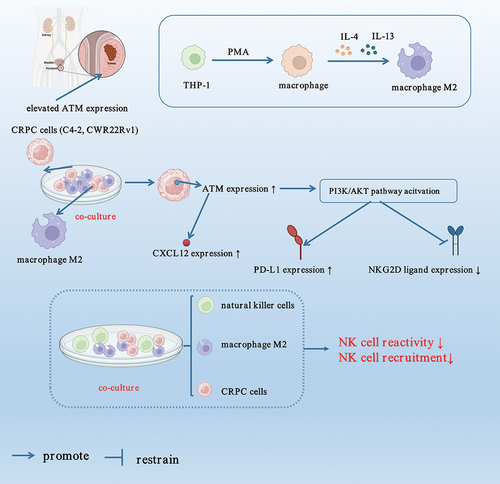 Figure 10. Schematic diagram of this paper.