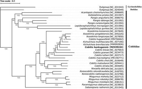 Figure 1. Phylogenetic relationship of Cobitis hankugensis in the family Cobitidae.