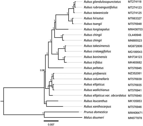 Figure 3. Phylogenetic tree inferred by maximum-likelihood (ML) method based on 20 representative species. Prunus domestica and Malus doumeri were used as outgroup taxa. A total of 1000 bootstrap replicates were computed and the bootstrap support values are shown at the branches. The gray lines were used to supplement the branch length, and the branch length of the phylogram was black. The following sequences were used: Rubus glandulosopunctatus MT274118 (Yang et al. Citation2021), Rubus rubroangustifolius MT274123 (Yang et al. Citation2021), Rubus taiwanicola MT274125 (Yang et al. Citation2021), Rubus hirsutus MT663327 (Wang et al. Citation2021), Rubus tsangii MT576948, Rubus longisepalus MW436703 (Park et al. Citation2021), Rubus chingii OL449946, Rubus chingii MN885523 (Wang et al. Citation2020), Rubus takesimensis MG972806 (Yang et al. Citation2018), Rubus crataegifolius MG189543 (Yang et al. Citation2017), Rubus boninensis MH734123 (Yang et al. Citation2017), Rubus trifidus MK465682 (Yang et al. Citation2017), Rubus peltatus MT576945 (Yang et al. Citation2018), Rubus pinfaensis MZ352081, Rubus columellaris MT576939, Rubus ellipticus MT576935 (Zhu et al. Citation2022), Rubus wallichianus MT576941, Rubus ellipticus var. Obcordatus MT576940, Rubus leucanthus MK105853 (Guo et al. Citation2019), Rubus xanthocarpus MT576946, Prunus domestica MW406471 (Geng et al. Citation2020), and Malus doumeri MN577878 (Wang et al. Citation2019).