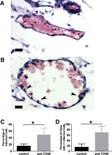 Figure 6.  The block in diapedesis is at the level of the endothelial wall. Mice were pretreated with control rat IgG (A) or anti-muCD99 (B) and injected with thioglycollate as in Figure 5. Venules from mice pretreated with control rat IgG showed few leukocytes attached the venular wall (A) whereas venules from mice treated with an anti-muCD99 (B) displayed numerous leukocytes apparently interacting with the endothelial cells (arrowheads). C) Percentage of attached leukocytes in each group. (D) Percentage of venules with more than one leukocyte attached. Scale bar = 20 µm. *p<.02