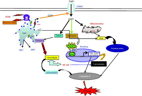 Figure 7. Diagrammatic presentation of proposed molecular mechanism of action of DON in Jurkat T-cells. DON binds to active ribosomes and exerts ribosomal stress. This, and possibly also a direct interaction of DON with the ER, induces ER stress and activates AKT and MAP kinase JNK. ER stress induces Ca2+ release from the ER lumen into the cytoplasm via inositol-1,4,5-triphosphate (IP3) receptors. This small cytoplasmic Ca2+ peak triggers a large Ca2+ influx into the cell through CRAC channels within the plasma membrane. The increased intracellular Ca2+ level activates the calcium binding proteins calcineurin and M-calpain. Activated calcineurin dephosphorylates NFAT, leading to its translocation to the nucleus and induction of expression of NFAT target genes (FASL, NUR77 and cytokines), resulting in T-lymphocyte activation. Activation of M-calpain cleaves ER resident caspase-4. Both ER stress and increased Ca2+ levels activate the NF-κB pathway. Furthermore, oxidative stress is induced by reactive oxygen species that are produced in the ER due to ER stress and in the mitochondria due to the elevated cytoplasmic Ca2+ levels. ER stress also induces activation of apoptosis-promoting proteins including DDIT3 and ATF3. Finally, the activated caspases induce apoptosis. Unbroken lines: mechanisms based on the outcomes of the present study. Dashed lines: based on information found in literature.