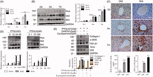 Figure 5. PTHLH triggered HSC activation and ECM production through the Hh pathway. (A, B) Western blotting and quantitative RT-PCR analyses showing the expression levels of Shh, Gli2 and Ptch in liver fibrosis model mice (3 and 7 weeks). (C) Photomicrographs of immunohistochemical staining for Gli2 and Shh at 3 weeks or 7 weeks showing Gli2 and Shh accumulation in fibrotic septa of fibrotic livers from mice subjected to control treatment or the CCl4 treatment (to induce liver fibrosis). Shh and Gli2 staining scores were obtained through morphometric analysis. (D) LX2 cells were treated with various concentrations of PTHLH(1–40) for 48 h or 10 nM PTHLH(1–40) for various time periods. Western blot analysis was performed to determine the expression levels of Ptch, Gli2 and Shh. (E) LX2 cells were pretreated with the SMO inhibitor of cyclopamine (5 µM) and GLI inhibitor GANT61 (5 µM) before exposure to 10 nM PTHLH(1–40) for 48 h. Collagen I, TGF-β1, α-SMA, Smo and Gli2 expression levels were measured through Western blot analysis. The relative mRNA levels are expressed as fold induction over the level in the vehicle-treated group after normalization to GAPDH, and the relative protein levels were also normalized to the GAPDH level. The data are the mean ± SD fold values over the control. *p < .05, **p < .01, ***p < .001 versus controls.