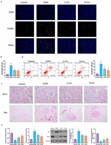 Figure 2. UA reduced COM-induced HK-2 cell apoptosis