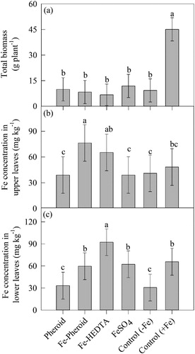 Figure 3. Effect of different sources of Fe and formulation on (a) total biomass (g plant−1), (b) Fe concentration in upper leaves (mg kg−1), and (c) Fe concentration in lower leaves (mg kg−1) of maize plants grown under hydroponic system.