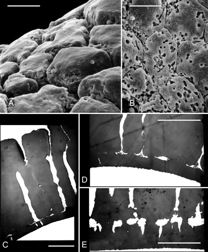 Figure 5. A, B. Scanning electron micrographs of parts of the ‘negatively reticulate’ surface of two examples of Clockhousea capelensis showing the beginnings of, and more serious, microbial degradation respectively: A. Same specimen as that in Figure 3B–F; B. Sample DJBCl88/10, preparation MCM193, BGS reg. MPK13816. C–E. Transmission electron micrographs of parts of the exine of two specimens of C. capelensis showing its structure. The columnar elements become much narrower just above their points of attachment to the inner perforated layer. The specimens were difficult to cut and none of the sections passes through the centre of a perforation: C, D. Cross-sections of same specimen; E. Slightly oblique cross-section of a second specimen. Scale bars – 10 μm.
