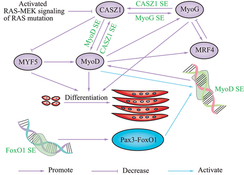 Figure 2. Schematic showing the role of SEs in skeletal muscle disease. the various SEs that regulate disease are in green font.