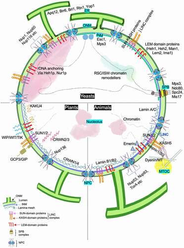 Figure 4. Factors contributing to the maintenance of nuclear shape. The figure summarizes various components that contribute toward regulation of nuclear shape in yeast, plants and animals. Proteins that play a critical role are marked along the associated nuclear sub-compartment and associated organelle. The NE is a double membrane lipid bilayer. The INM has a protein composition that differs from the ONM, with the latter being continuous with ER. Proteins at the INM associate with chromatin and this DNA-protein interaction contributes to overall nuclear stability. Other conserved nuclear compartments are chromosomal territories, nucleolus, telomeric foci and NPCs. In yeast, the SPB complex is INM associated and diametrically opposite to the nucleolus unlike the cytosolic MTOC in animals and plants. Nucleolus is also found at the nuclear periphery in yeast where INM proteins Heh1 and Nur1 anchor the rDNA. On the other hand, the nucleolus in plants and animal cells is away from nuclear periphery, in one or multiple spots