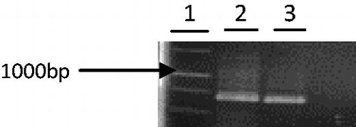Figure 1. Phragmites australis partial aro A gene amplification. The PCR amplification of partial aro A gene is shown in lanes 2 and 3. A 1 Kb MW marker is shown in lane 1.