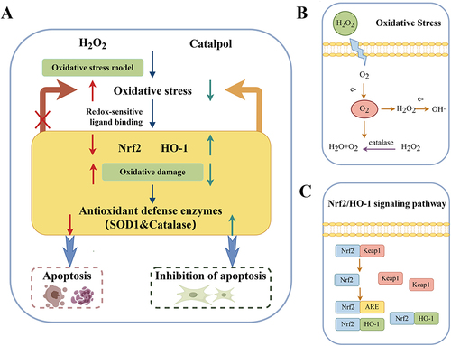 Figure 7 (A) Mechanism diagram of catalpol obtained by experiment; (B) Relationship between OS and H2O2. (C) Schematic diagram of Nrf2/HO-1 signaling pathway.